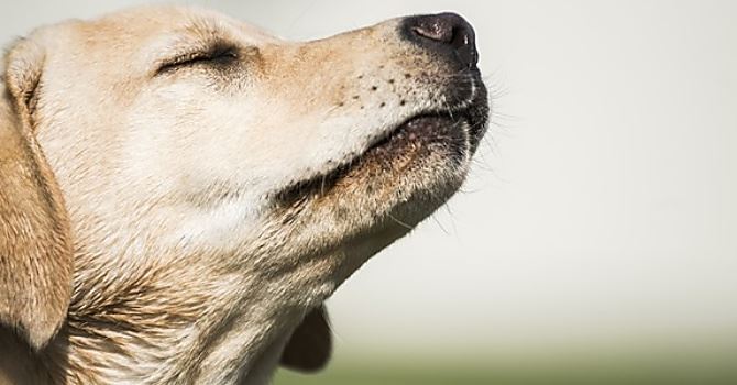 Il fiuto dei cani in grado di scoprire i tumori 