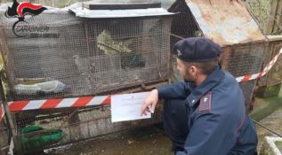 Malvito, merli e cornacchie in gabbia: denunciato dai carabinieri forestali
