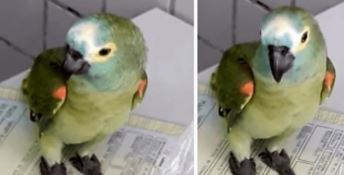 Arrestato pappagallo, faceva da “palo” al padrone spacciatore 