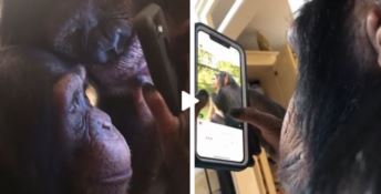 Lo scimpanzé che usa Instagram come un teenager, ecco il video