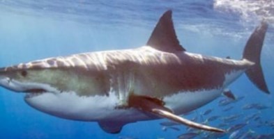 Le ricerche Unical sugli squali tornano in onda su Geo&Geo