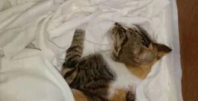 La foto postata sui social del gatto ucciso a bastonate