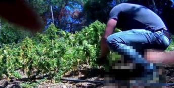 Maxi piantagione di marijuana nella Locride, arrestate cinque persone