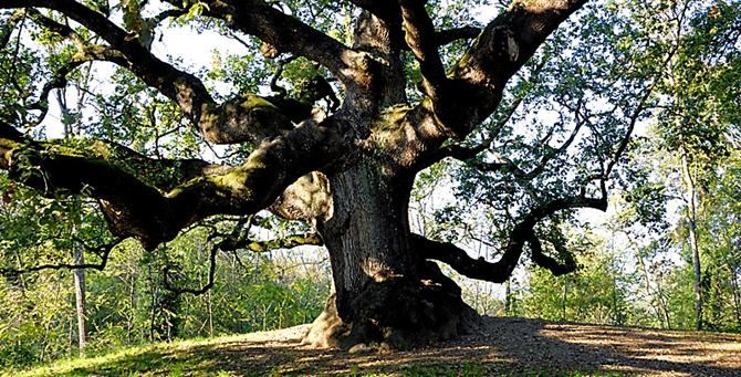 In Aspromonte una quercia di 560 anni