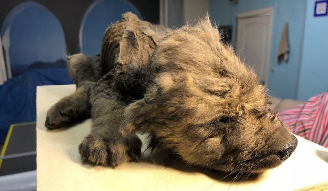 Il cucciolo di cane-lupo trovato in Siberia