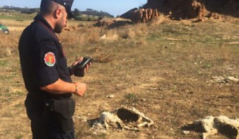 Carcasse di pecore trovate a Crotone