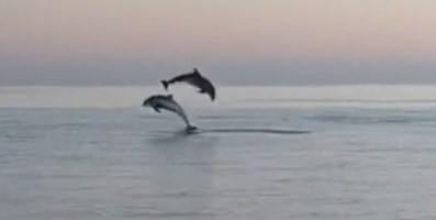 I delfini avvistati a Corigliano Rossano