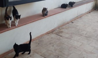 I sette gatti liberati a Rossano