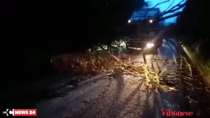 Albero crollato su strada a Limbadi