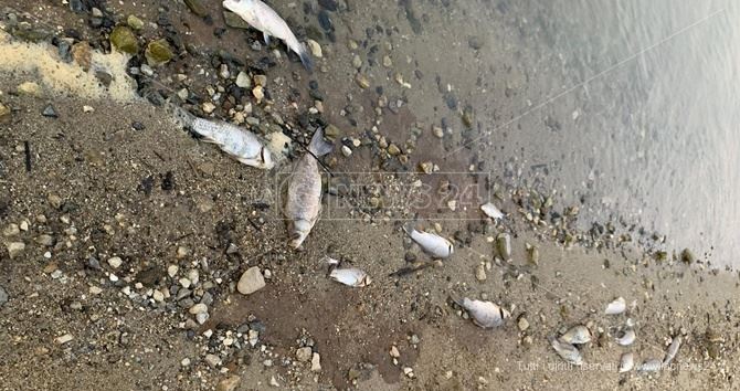 Pesci morti sulle sponde del lago Angitola