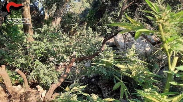 Le piante rinvenute in località Rocce dell’Agonia
