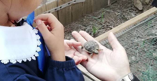 “La tartaruga va a scuola”, nati tre esemplari in un istituto di Cosenza