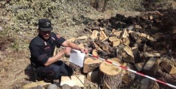 Tagliavano legna abusivamente, due denunce a San Sosti