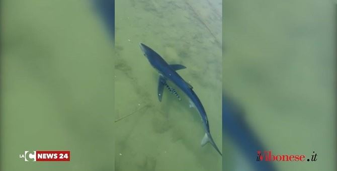 Lo squalo azzurro avvistato nel porto di Vibo Marina