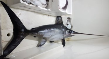 Gizzeria, pesce spada in cattivo stato di conservazione pronto alla vendita: sequestrato