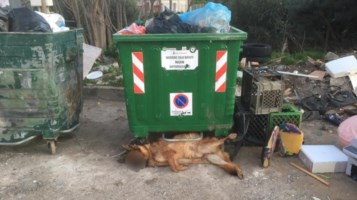 Cane trovato morto tra i rifiuti nel Cosentino