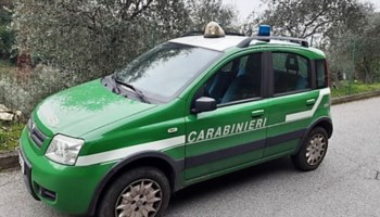 Carabinieri forestale (foto ansa)