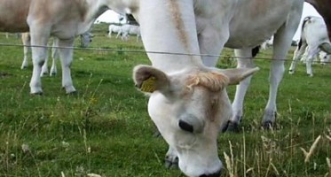 Bovini al pascolo