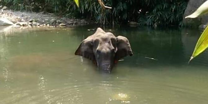 Elefante incinta uccisa in India (foto Kerala Forest Department)