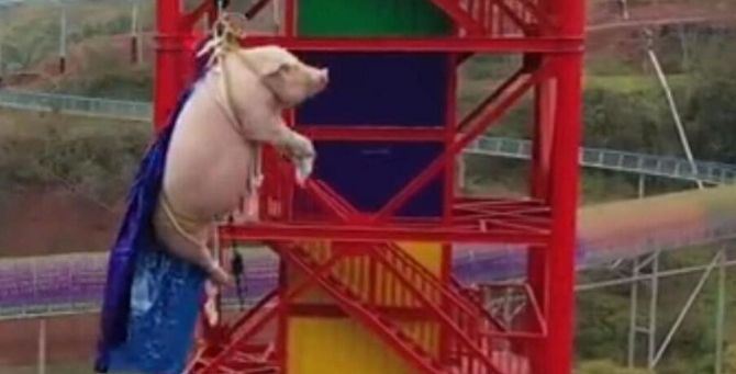 Il maiale lanciato con un bungee-jumping in un parco divertimenti in Cina