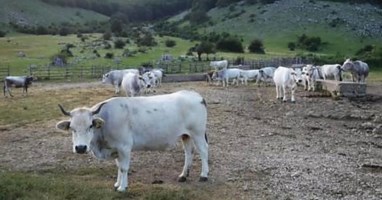 Chiudono strade pubbliche per far pascolare le mucche, tre denunce nel Crotonese