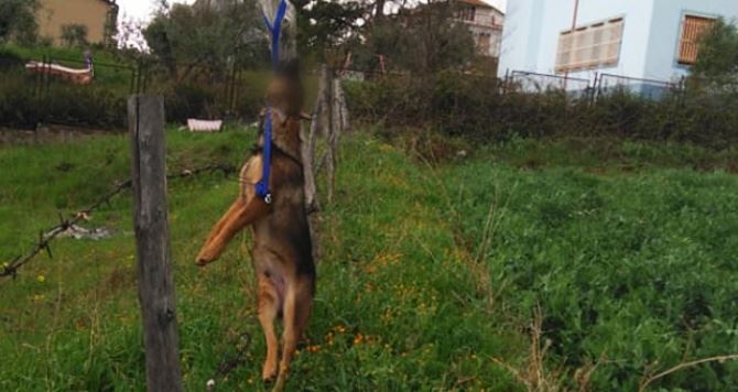 Cane impiccato a Cassano, nel Cosentino