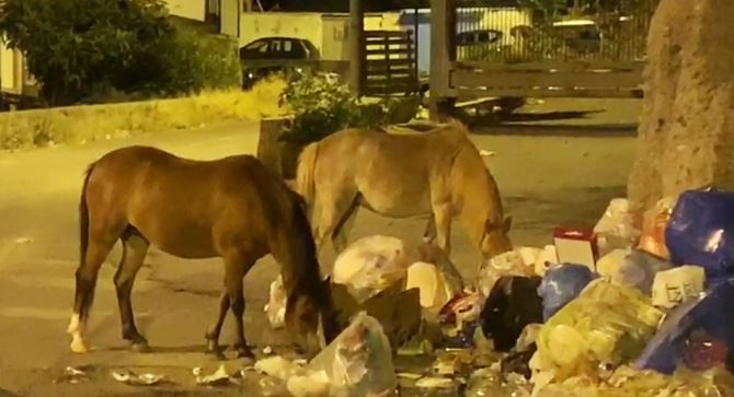 Cavalli tra i rifiuti a Reggio Calabria 