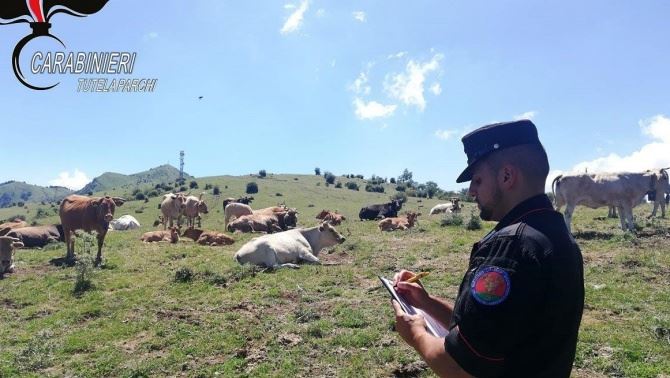 I controlli dei militari sui pascoli tra Calabria e Basilicata 