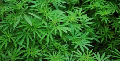 Sorpreso ad annaffiare marijuana, arrestato dipendente comunale del Crotonese