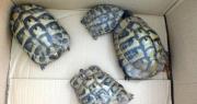 Crotone, alcuni esemplari di tartarughe 