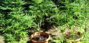 Reggio, scoperte 2000 piante di cannabis