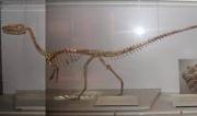 Unical: un dinosauro al museo 