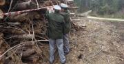 Calabria Verde: sequestrato bosco di 1300 ettari, cinque indagati VIDEO