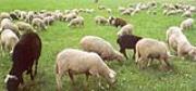 Brucellosi: Allevamento ovi-caprino sequestrato nel Vibonese