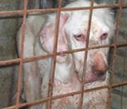 Cani maltrattati: denunciato un catanzarese