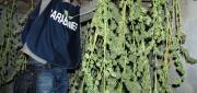 Tre chili e mezzo di cannabis, a Rosarno arrestato imprenditore 
