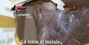 Testa di maiale mozzata: le intimidazioni della ‘ndrangheta a Torino