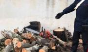 Tagliano e tentano di rubare 8 quintali di legna: tre arresti a Botricello