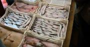 Colpita da interdittiva antimafia, il Mercato ittico non sarà più gestito dall’associazione “Pescatori  di Cetraro”