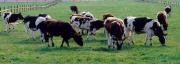 Sequestrato allevamento bovino nel vibonese, il bestiame è risultato affetto da tubercolosa bovina
