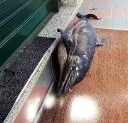 Un delfino morto davanti all'azienda: intimidazione a imprenditore vibonese