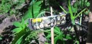 Sequestrate 3300 piante di marijuana a Cetraro - VIDEO