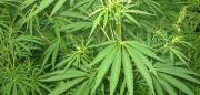 Tra gli ulivi 1200 piante di cannabis: un arresto nel reggino