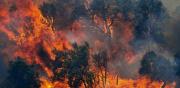 1.203 incendi hanno interessato la Calabria