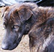 Soveria Mannelli, uccidono cane a bastonate: denunciati due allevatori
