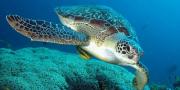 Brancaleone patria delle tartarughe di mare
