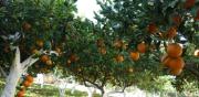 Le arance e gli agrumi della Piana di Gioia Tauro sbarcano a “Melaverde”