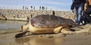 La tartaruga marina Ohana torna in libertà 