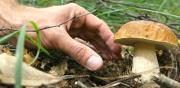 Disperso cercatore di funghi nelle Serre, avviate le ricerche
